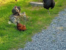 Our neighbours for the week!
