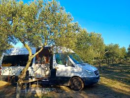 Stellplatz zwischen den olivenbäumen