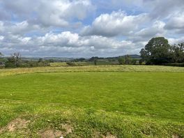 Dog walking field