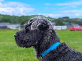 Buddy