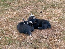 Baby goats