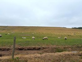 Sheep in the field next to the site