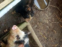 Piglets!