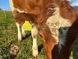 Full of cows