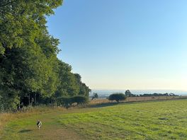 Dog walking field.