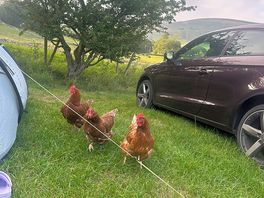 Chickens!