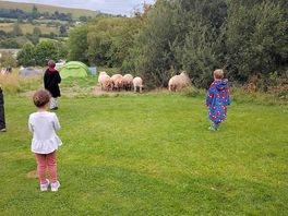 Helping with the sheep