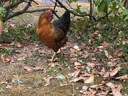 3 poules qui se baladent dans le camping j’adore