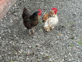 Hens