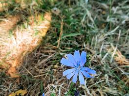 Prachtige bloemen overal!
