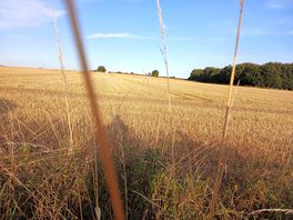 Lovely light in the evenings