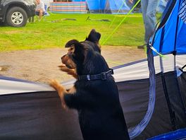 Tilly surveying the camp site