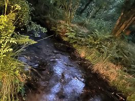 The stream