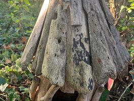 In the woods
