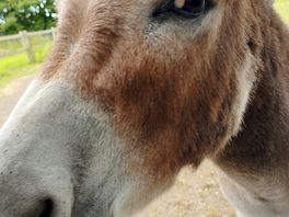 Logan and winston the miniature donkeys