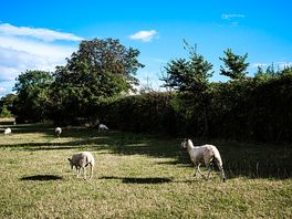 Sheep