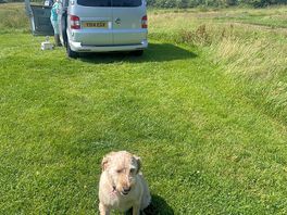 Dog friendly , nice bit of woodland walking area