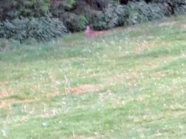 Rabbit playing in the edgeh