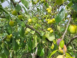Plum trees