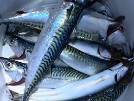 Good fishing