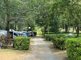 Pitches among the trees