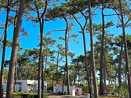 Love the tall trees of the camp