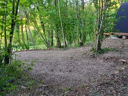 Pitch in the woods