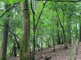 The woods are there to explore & enjoy