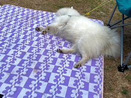 Our dog enjoyed his stay