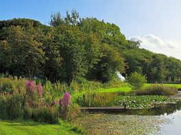 This is the lily pond, you can just see our van in the trees
