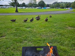 Ducks.