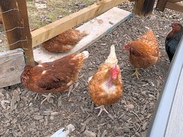 Crazy chickens