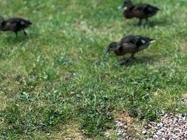 Ducklings passing the pitch