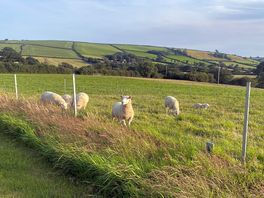 Sheep and views 🙌🏼