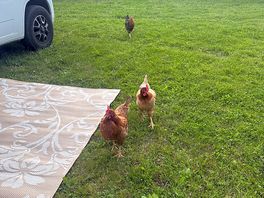 This morning when we got up. they came to greet us