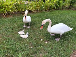 Swans!