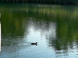 Baby ducks