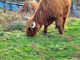 West highland coos
