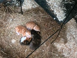 Gingers new babies hard not to wanna take home