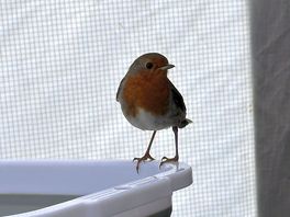 Our morning visitor