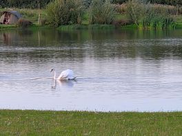 Swan on one of the fishing lakes.