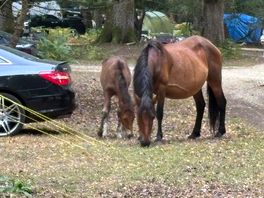 Horses round tents