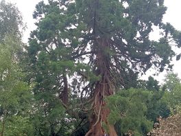 Giant redwood along the canal
