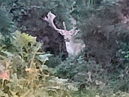 Through some bushes
