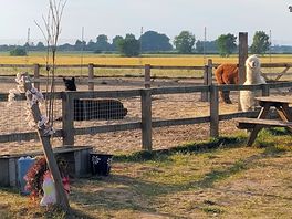 Rescue animals nearby