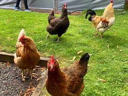 More nosy hens!
