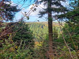 Just a short walk from the site. cardinham woods
