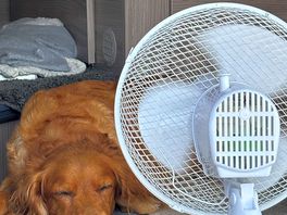 Lovely relaxing doggie site