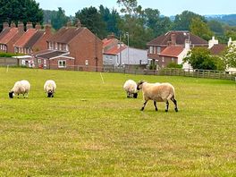 Friendly quiet neighbours