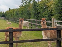 Alpacas